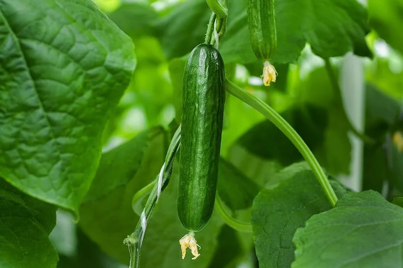 Cucumbers