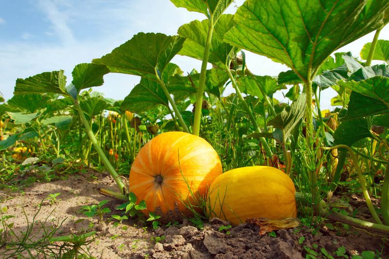 Pumpkins