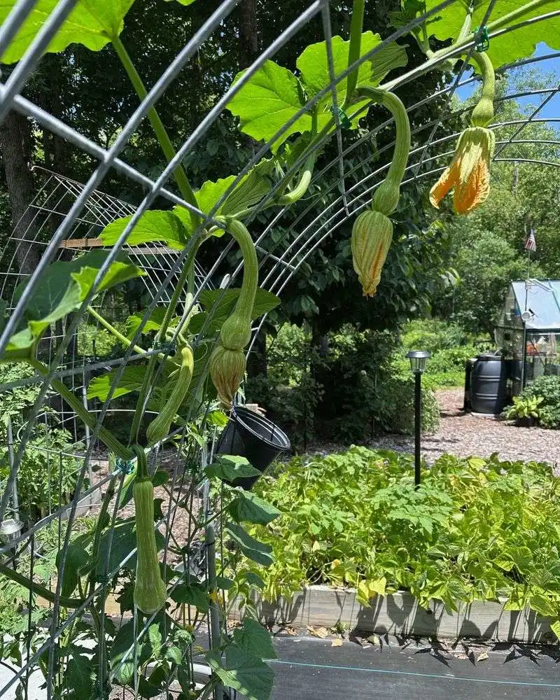 Squash