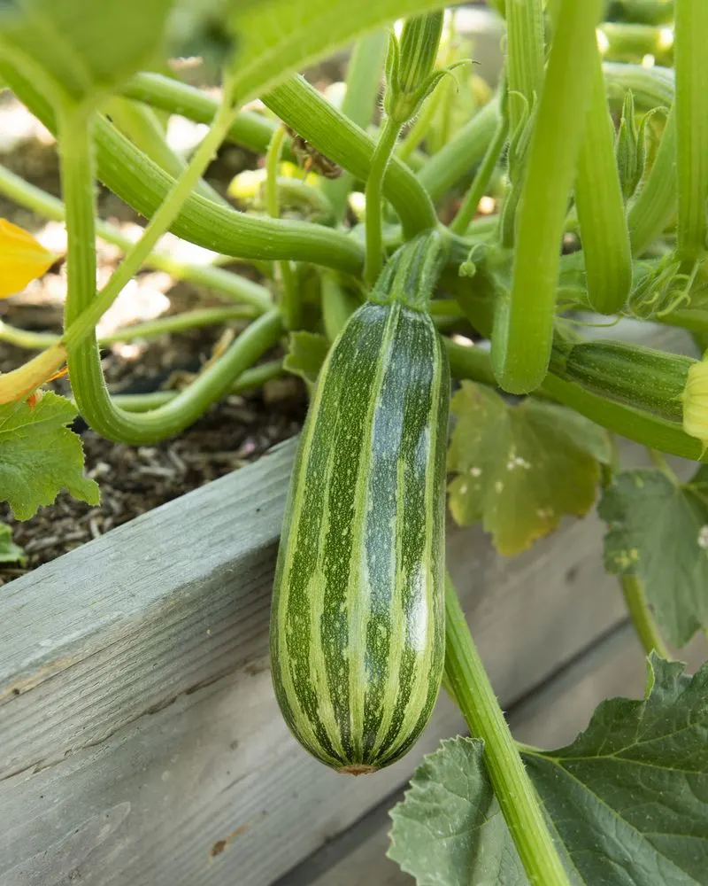 Squash