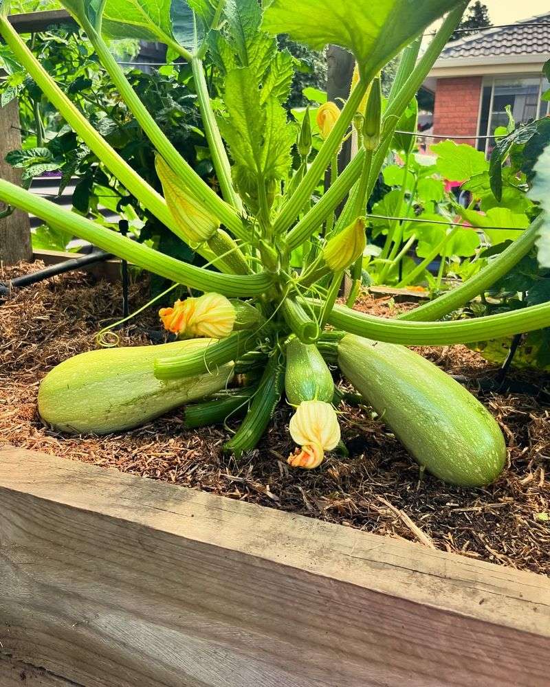 Squash