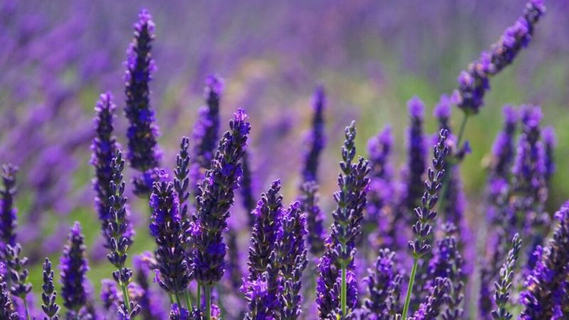 Lavender