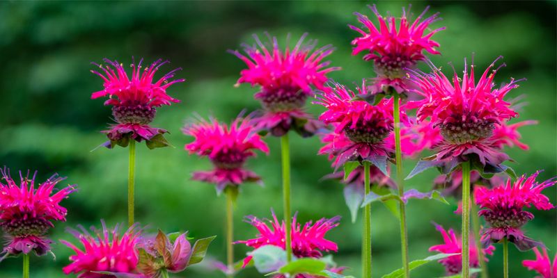 Bee Balm