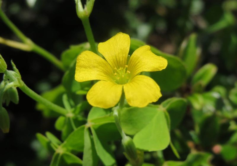 Wood Sorrel