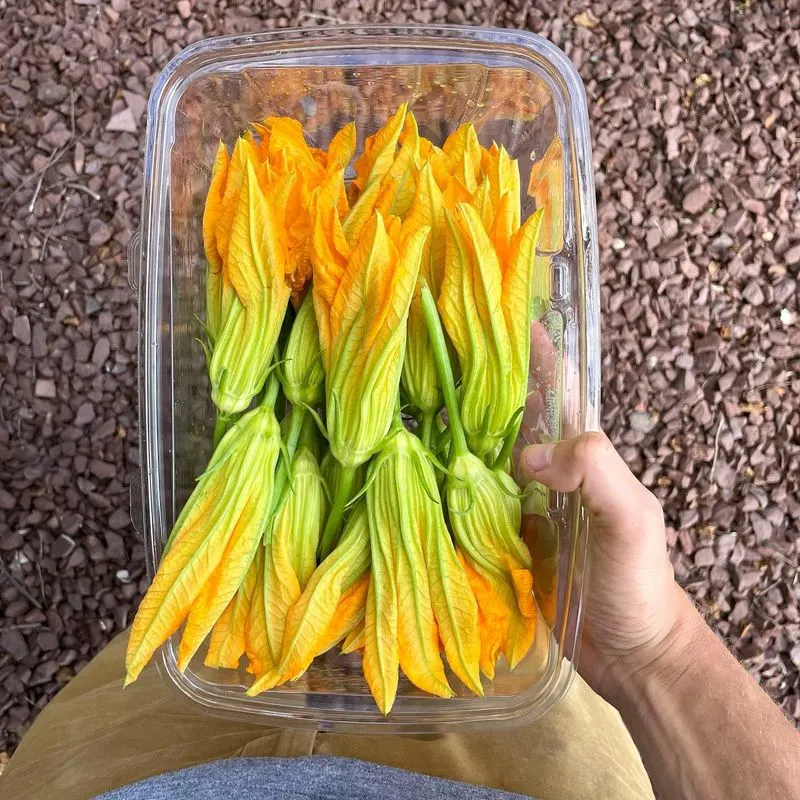 Squash Blossoms