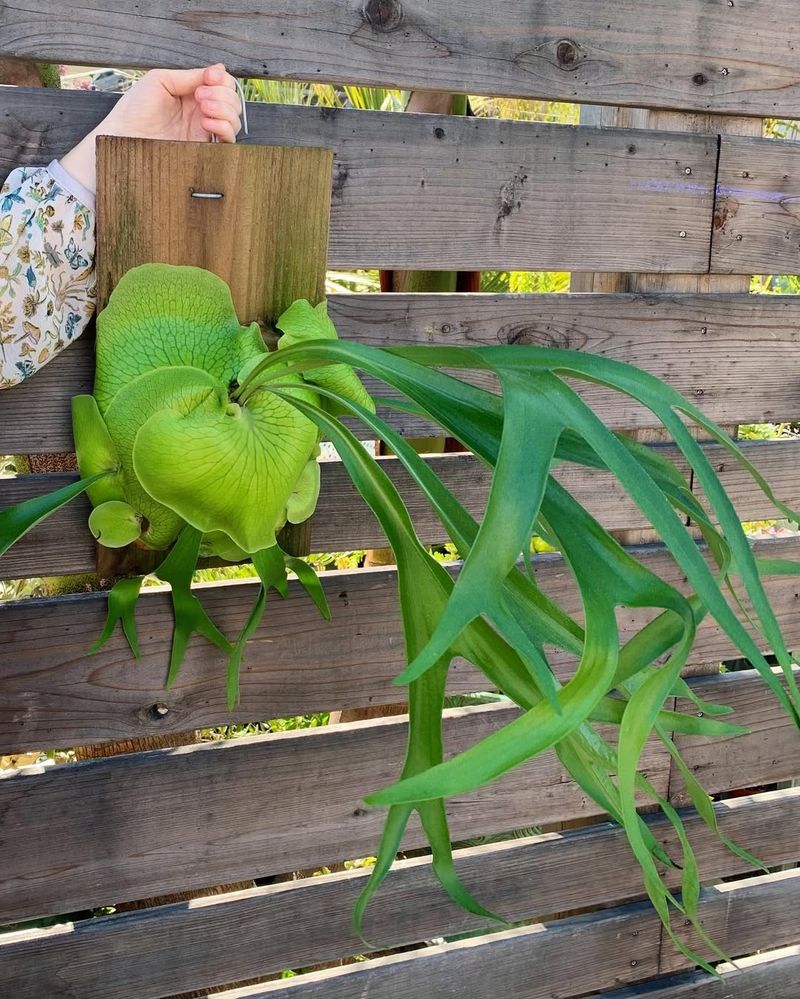 Staghorn Fern