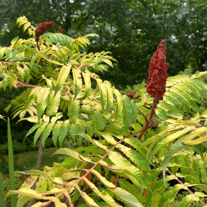 Staghorn Sumac