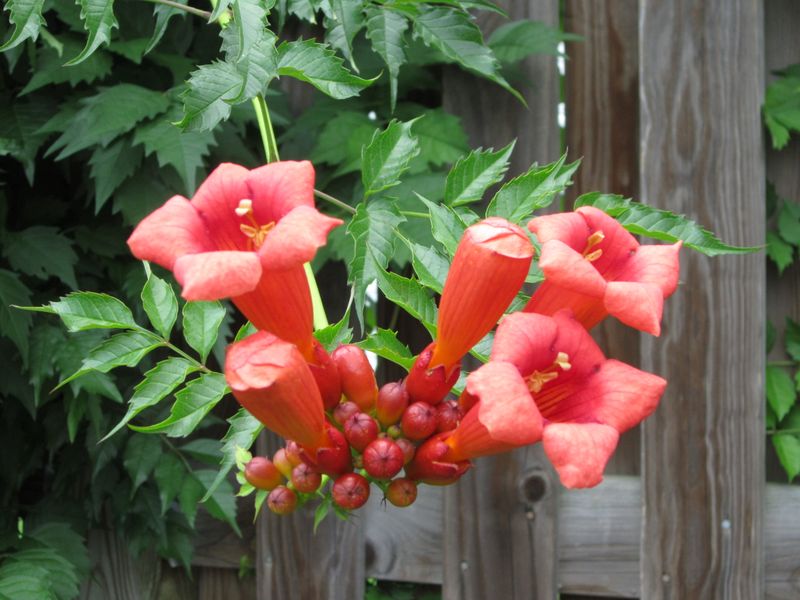 Trumpet Vine