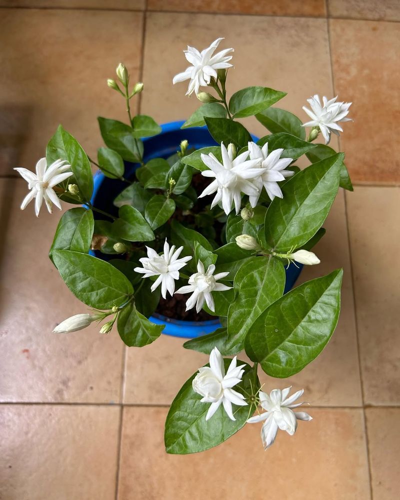 Star Jasmine