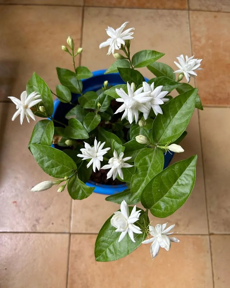 Star Jasmine