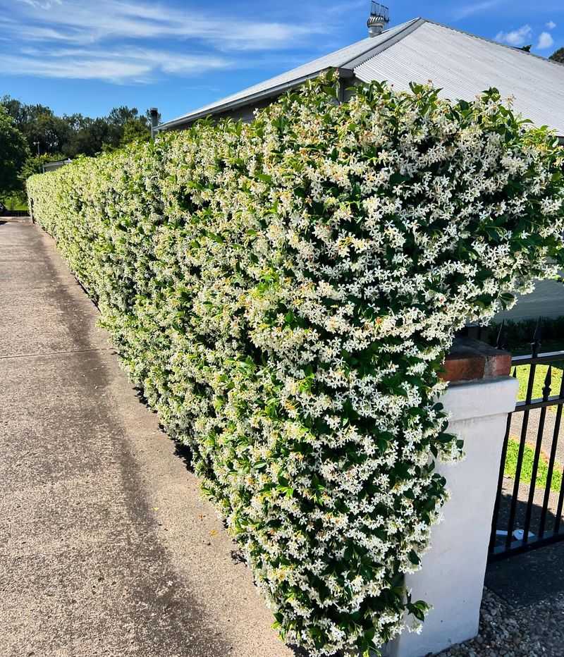 Star Jasmine