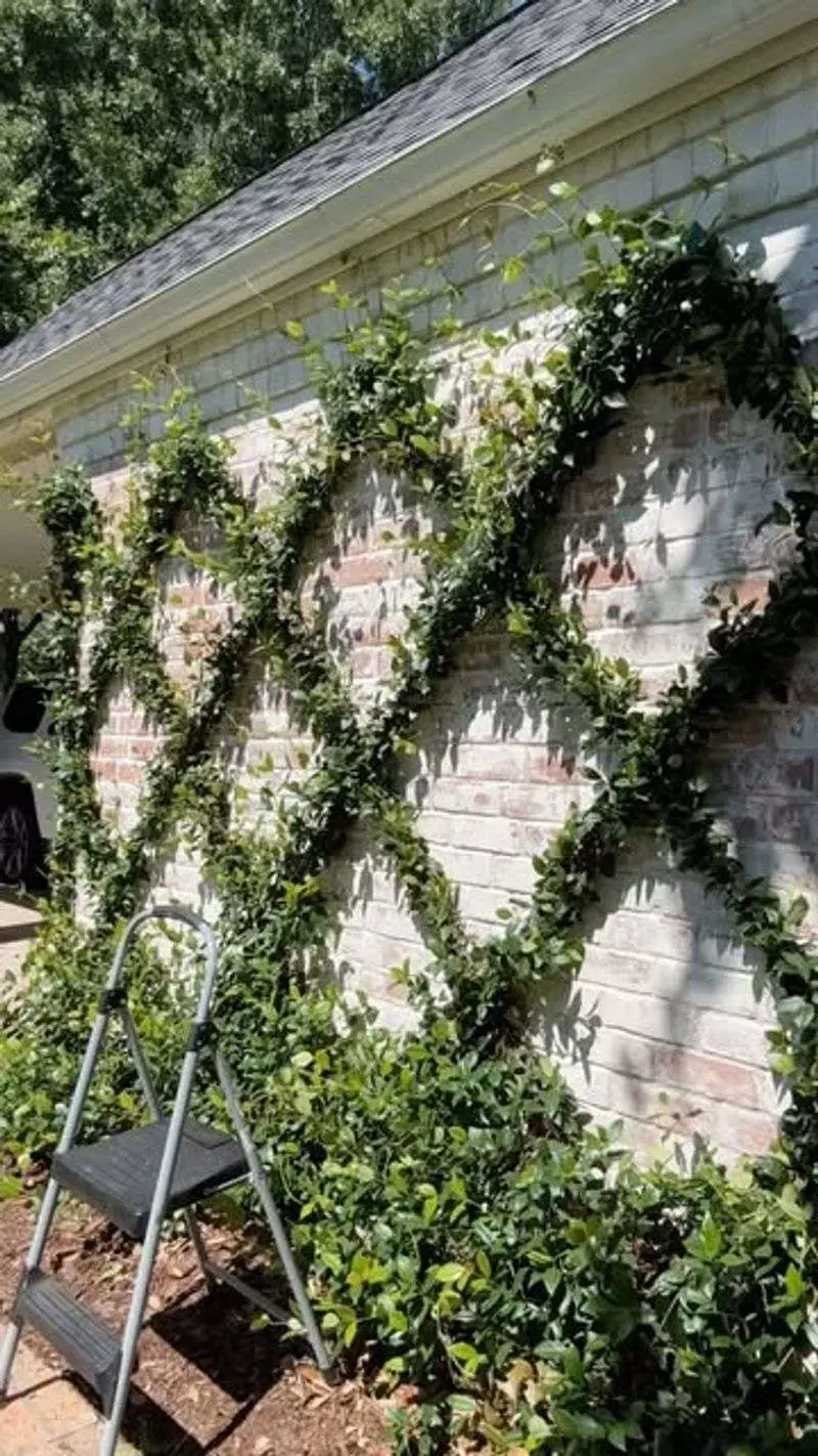 Star Jasmine
