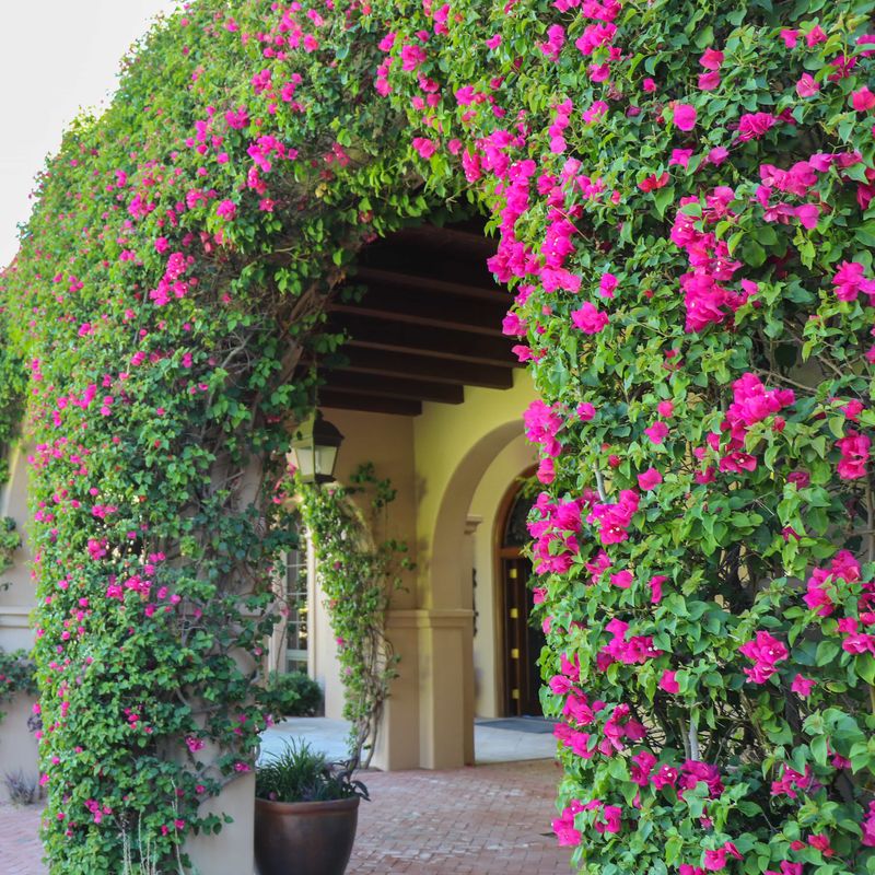 Bougainvillea