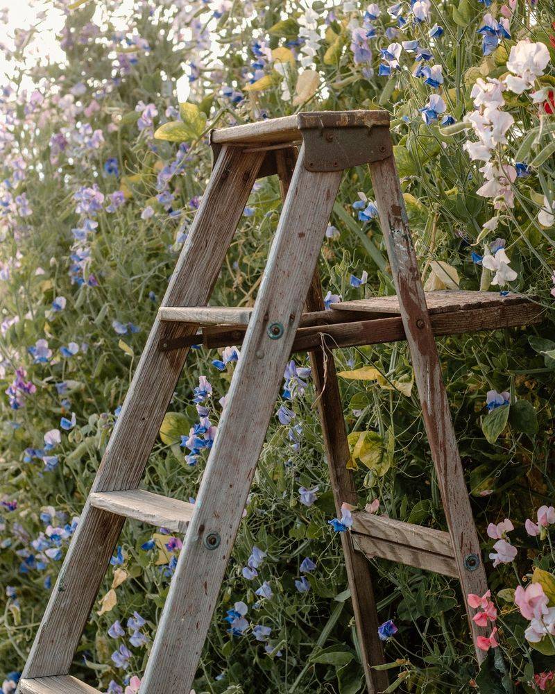 Stepladder Greenhouse