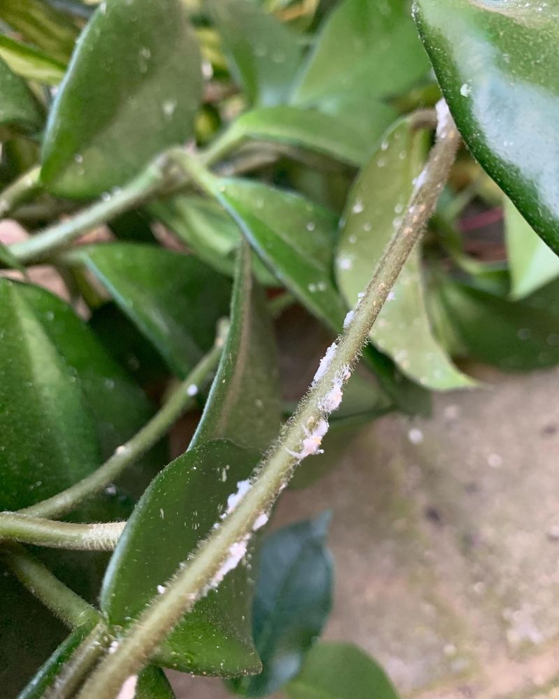 Sticky Leaves