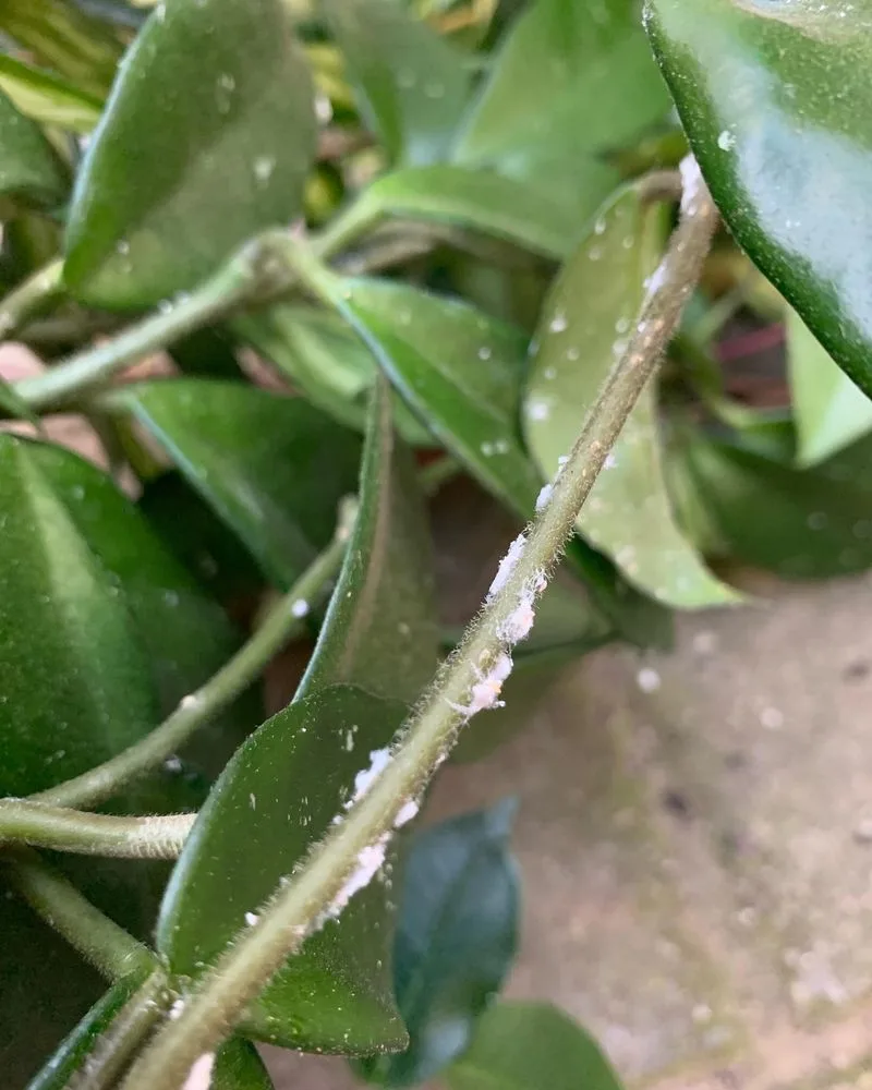 Sticky Leaves