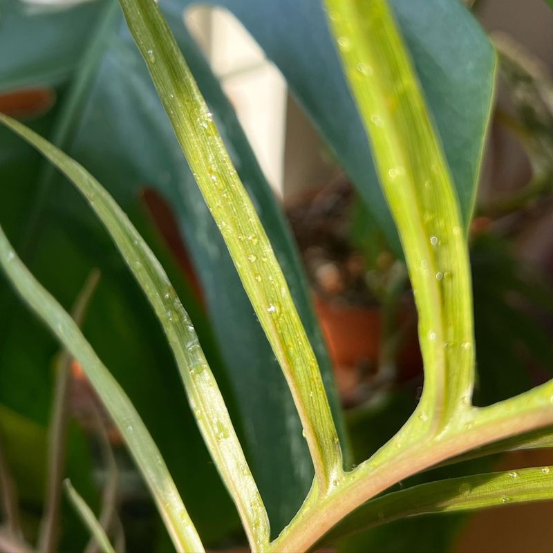 Sticky Residue on Leaves