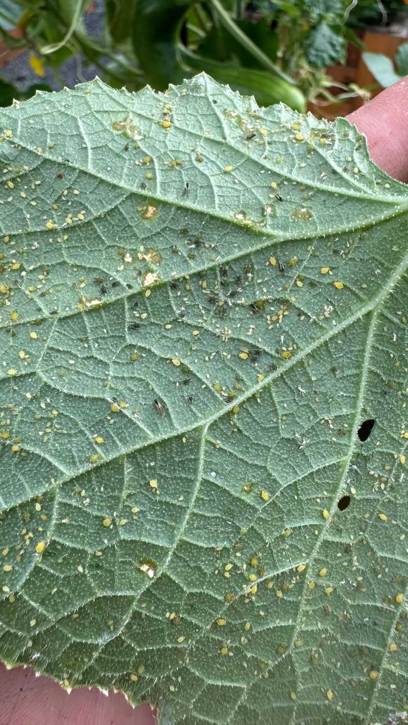 Sticky Residue