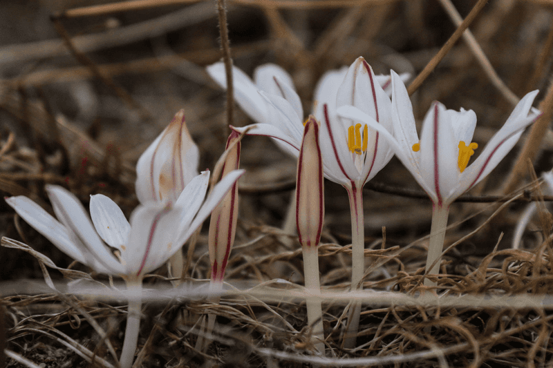 Stomatal Closure: Breathing with Caution