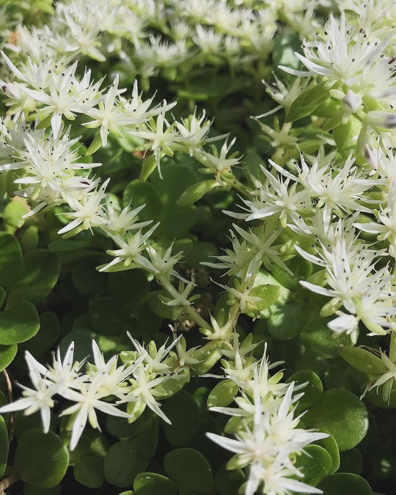 Stonecrop