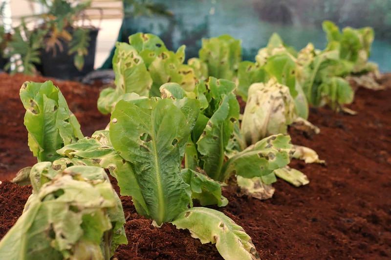 Lettuce