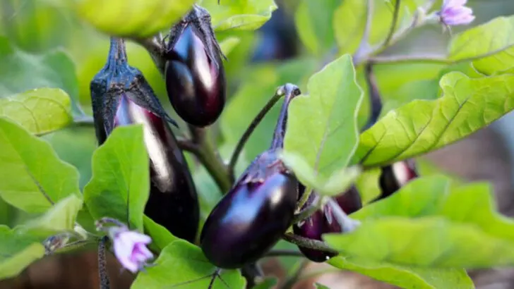 Stop Planting 5 Wilting Vegetables: Grow 10 Heat-Tolerant Champions