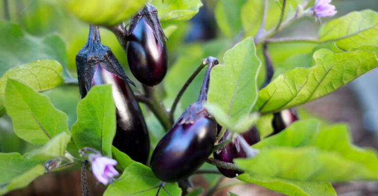 Stop Planting 5 Wilting Vegetables: Grow 10 Heat-Tolerant Champions