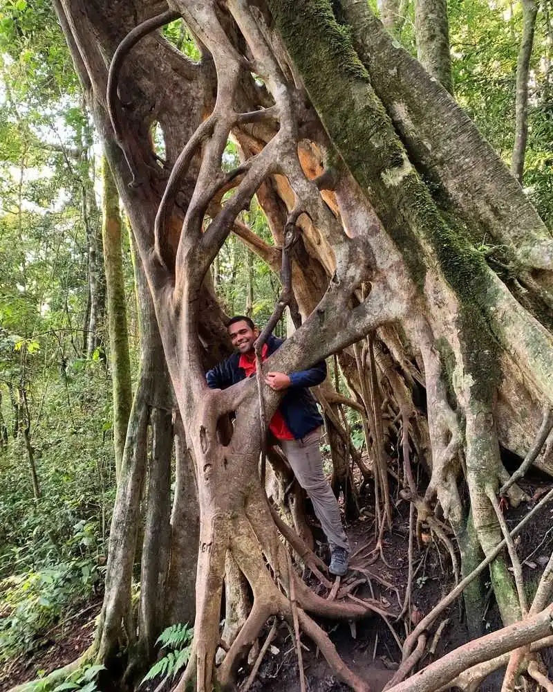Strangler Fig’s Host Selection