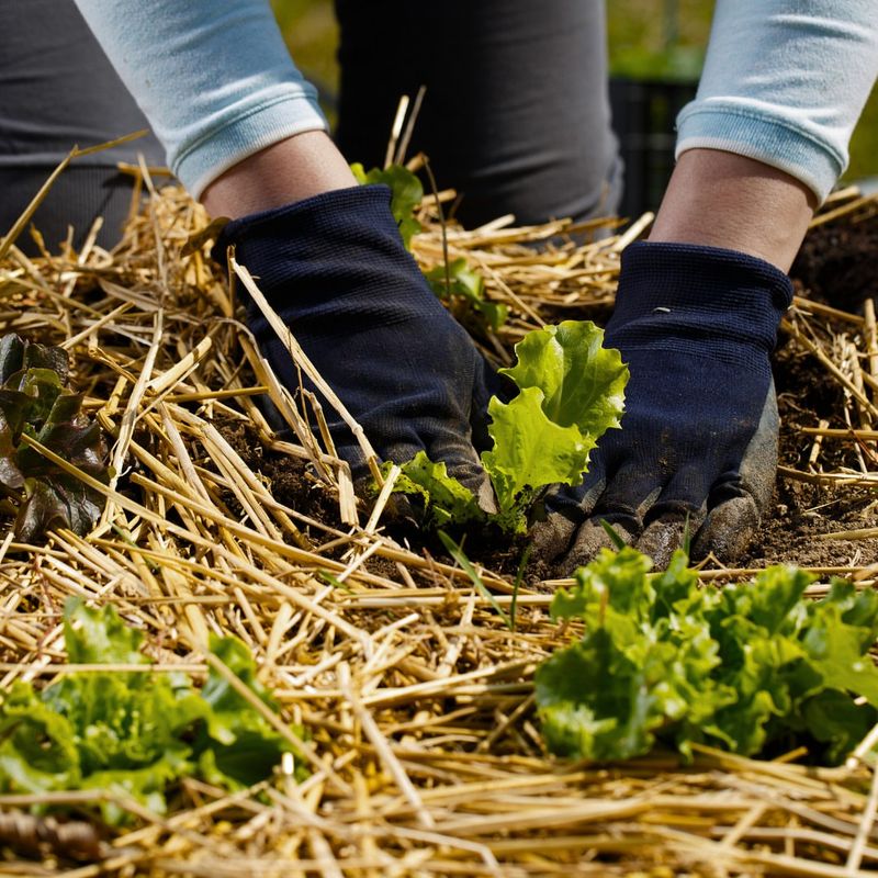 Straw Mulch