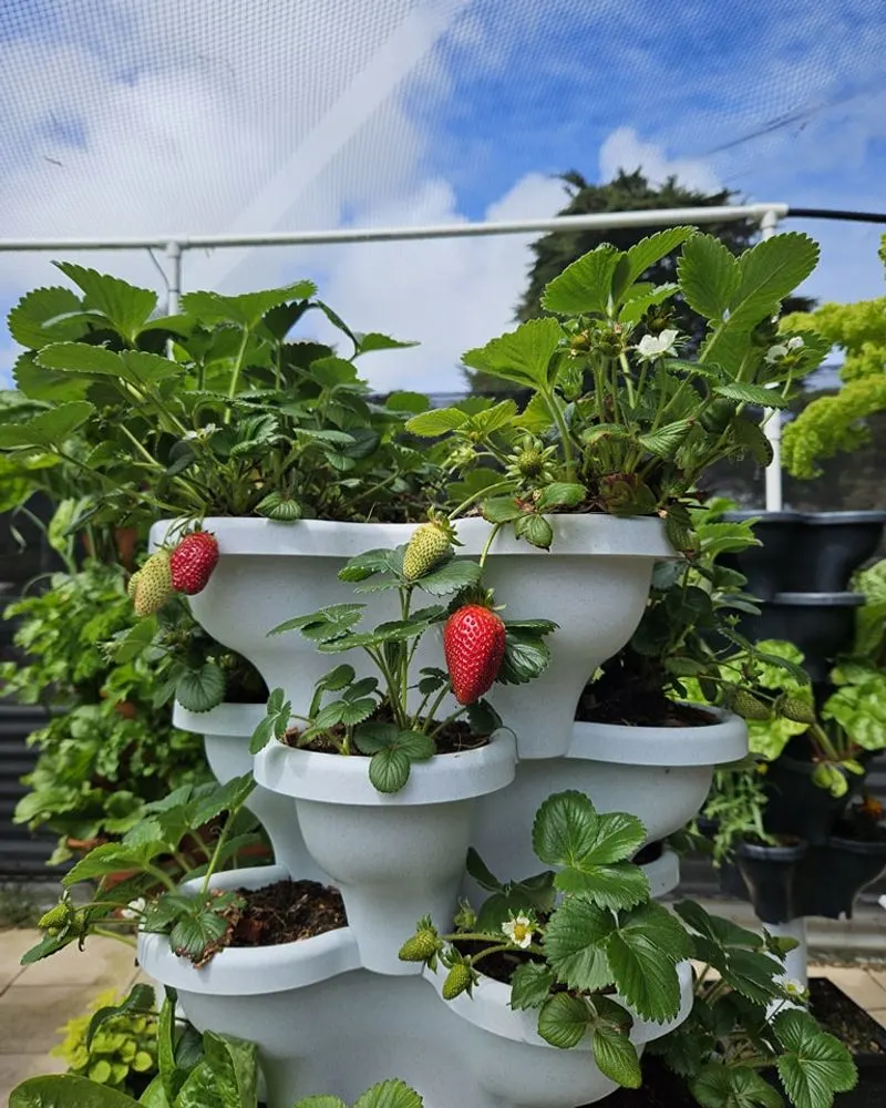 Strawberries