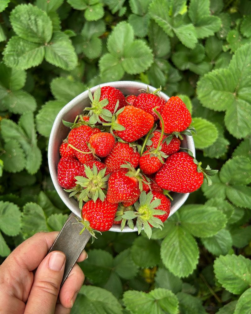 Strawberries