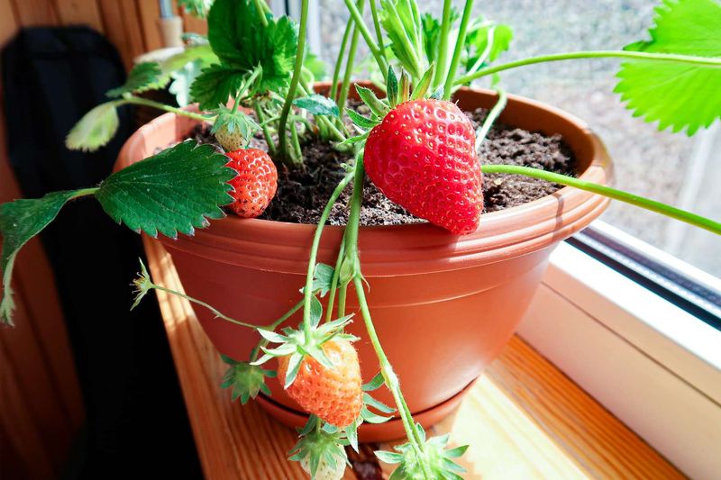 Strawberries