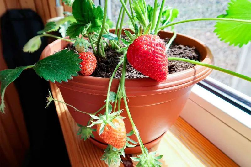 Strawberries