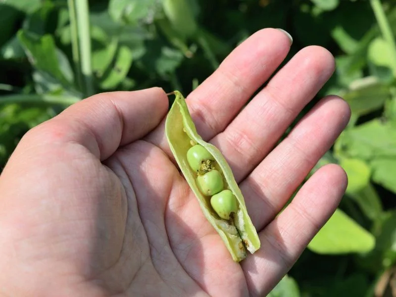 Peas
