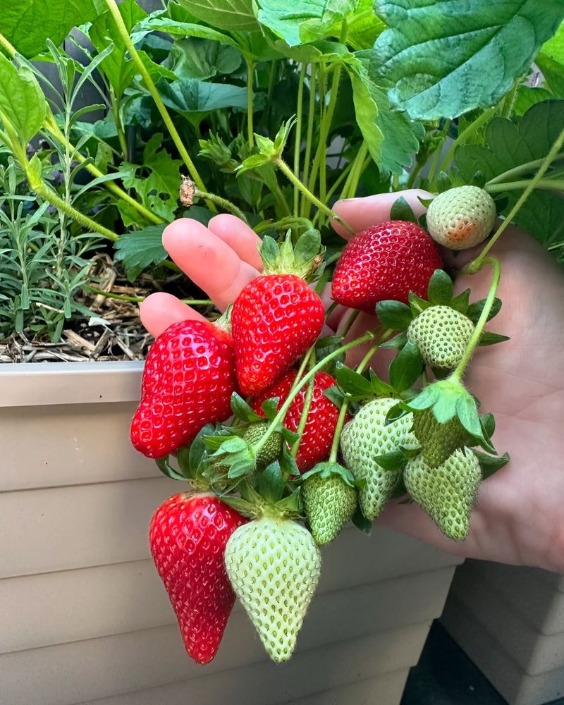 Strawberries