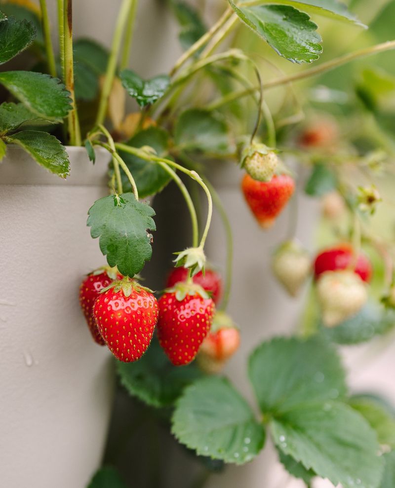 Strawberries