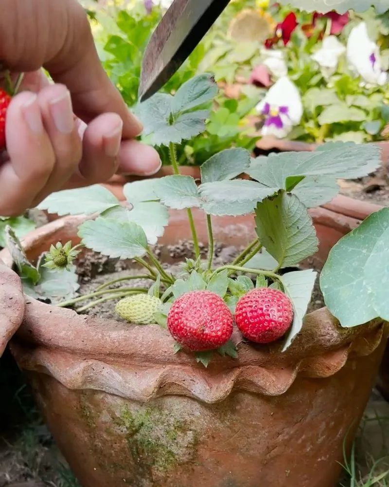Strawberries