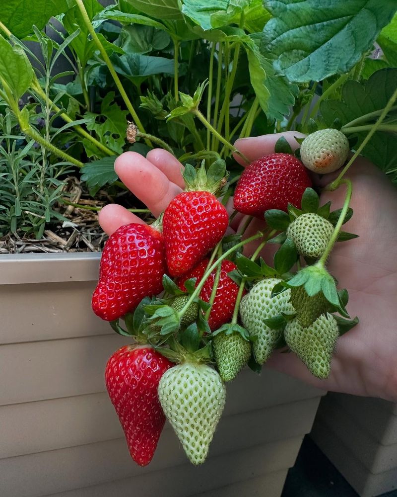 Strawberries