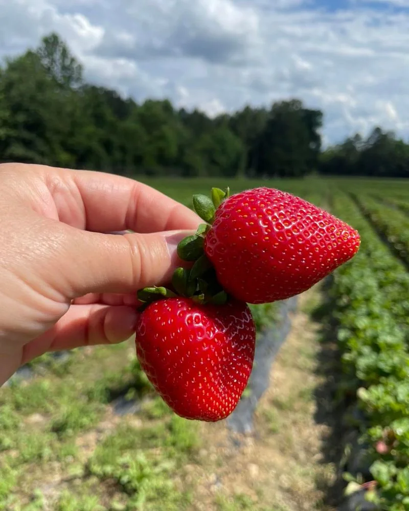 Strawberries Are the First Fruit to Ripen in Spring