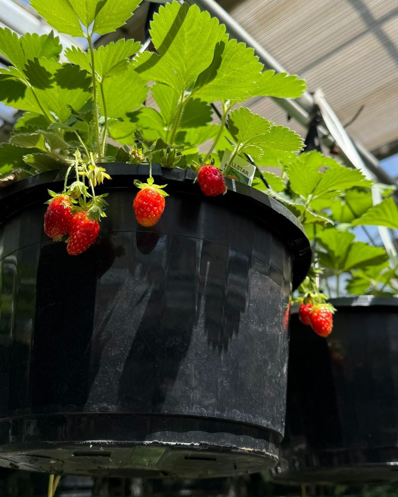 Strawberries Can Be Grown in Various Containers