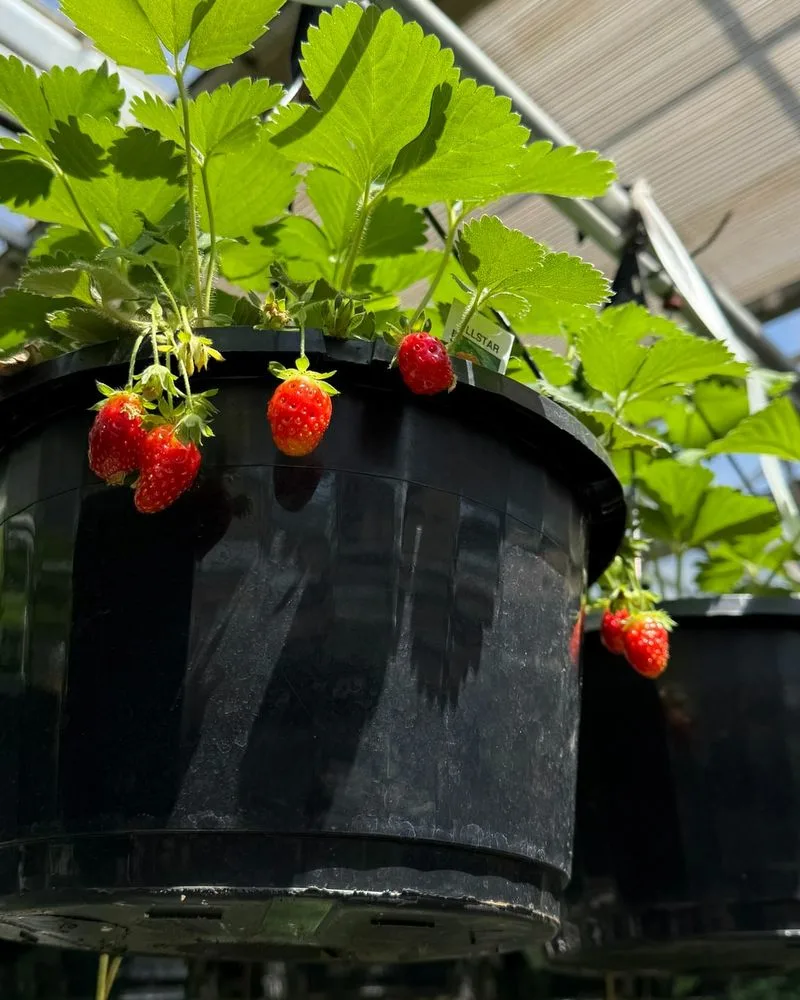 Strawberries Can Be Grown in Various Containers
