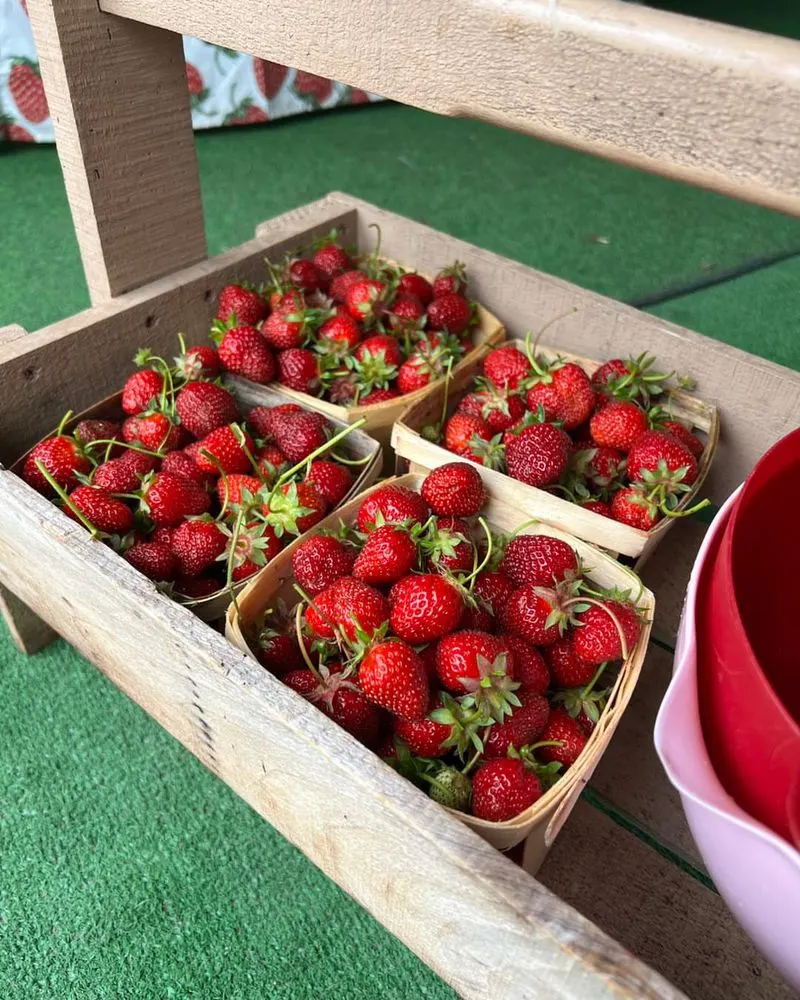 Strawberries Can Improve Heart Health