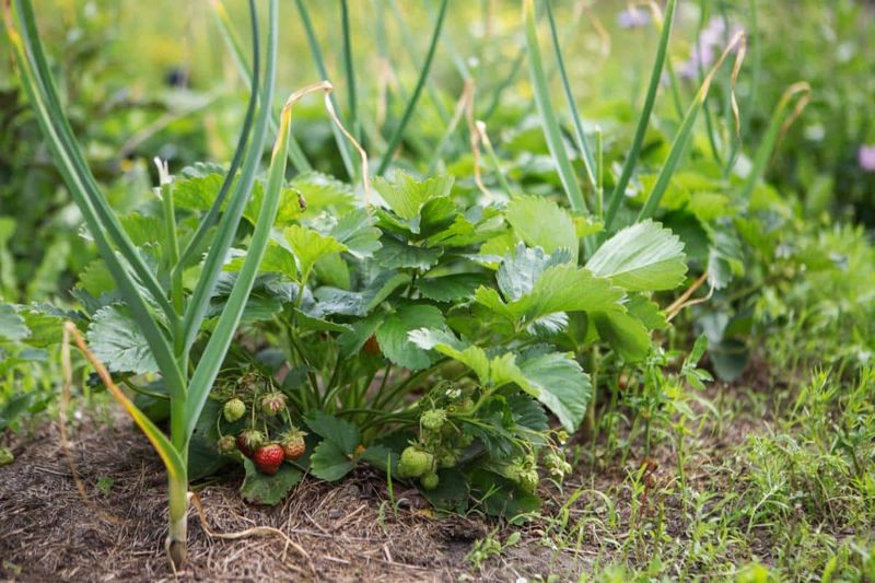 Strawberries & Cabbage
