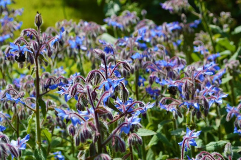 Strawberries and Borage