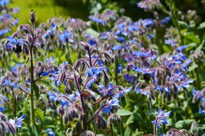 Strawberries and Borage