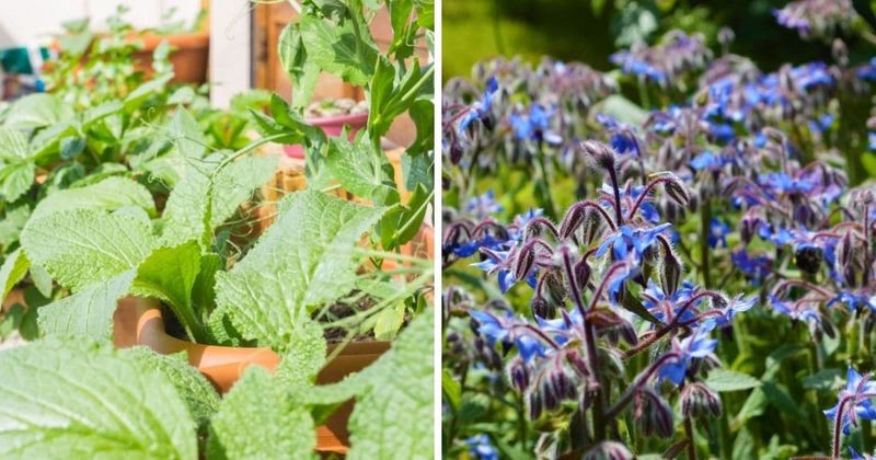 Strawberries and Borage