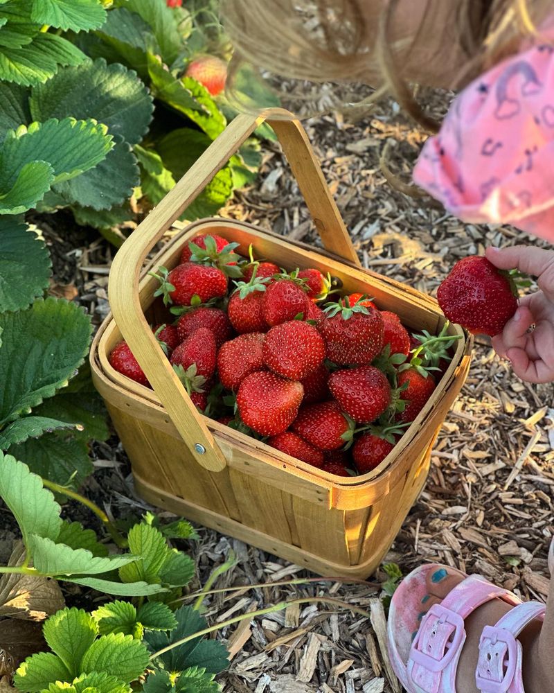 Strawberries