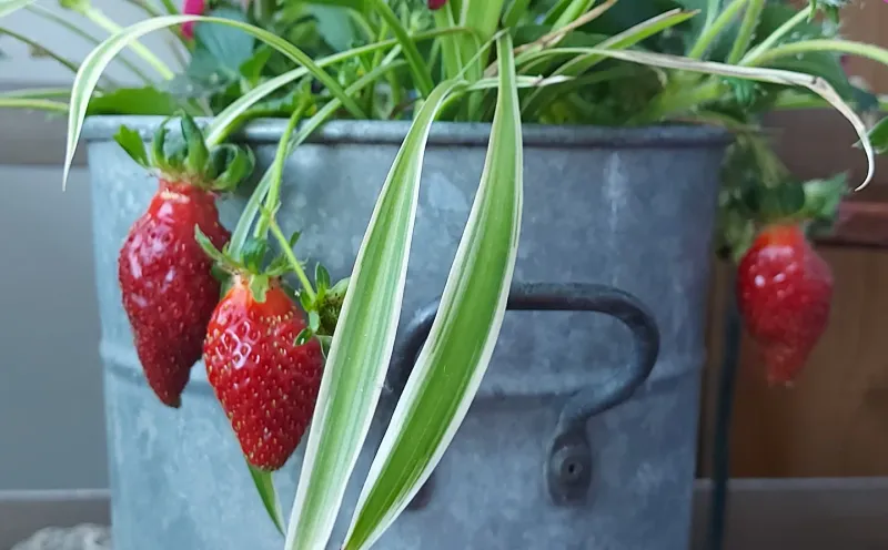 Strawberries