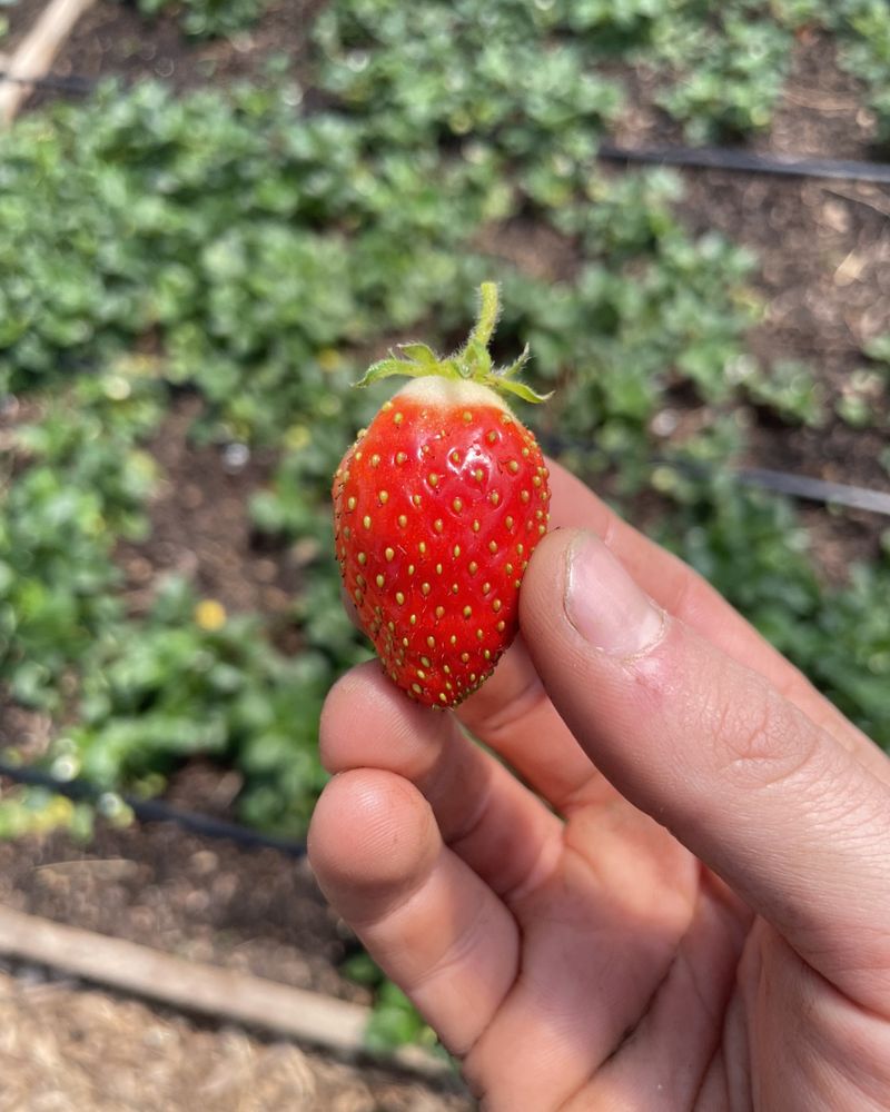 Strawberry Compost Booster