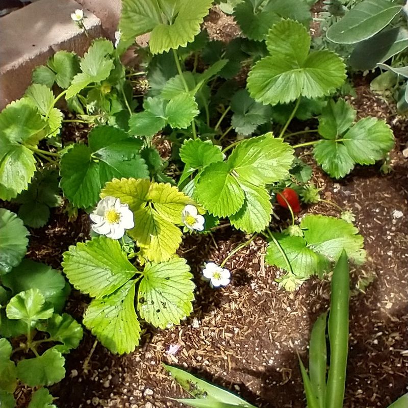 Strawberry Seeds from Scraps